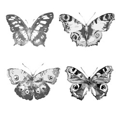 Wall Mural - butterflies design