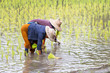 © skarie - Thai farmer planting rice on rice fields