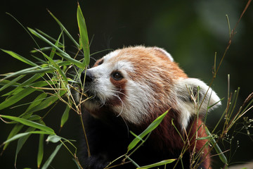 Poster - Red panda (Ailurus fulgens).