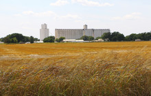 Wheat Field
