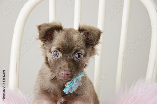 Small Long Haired Chihuahua Puppy With Flower Collar Buy This