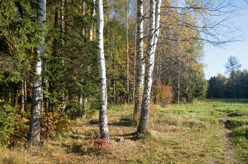  Autumn sunny landscape of North-West Russia 