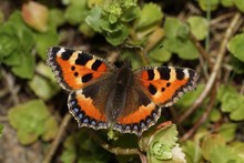 The Small Tortoiseshell (Aglais Urticae) Are Sitting On The Flowers.