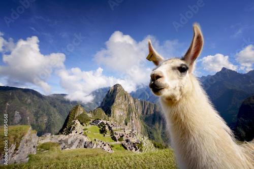 Board z aluminiowym obramowaniem Lama w Machu Picchu, Peru
