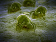 scientific illustration of a common dust mite
