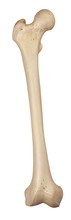 Medically Accurate Illustration Of The Femur