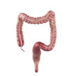 medically accurate illustration of the colon
