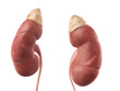 medically accurate illustration of the kidney