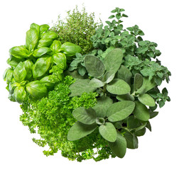 Poster - Fresh herbs isolated on white background. Food ingredients