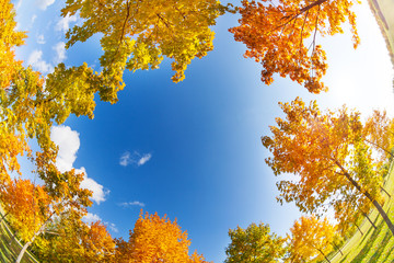 Sky and autumn maple trees on sunny day