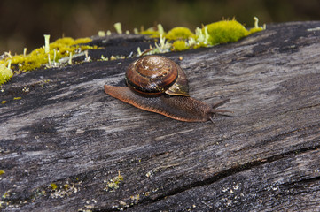 Native Pacific Sideband Snail