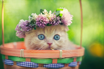 Cute little kitten wearing chaplet in a basket