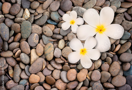 Naklejka na szybę frangipani flower on stone background