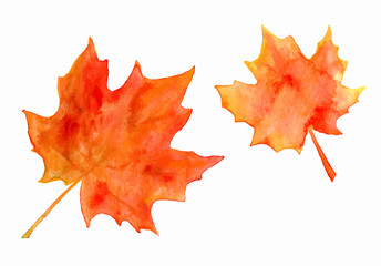 Watercolor maple leaves