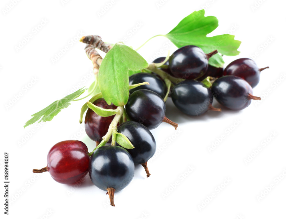 Wild black currant with green leaves isolated on white