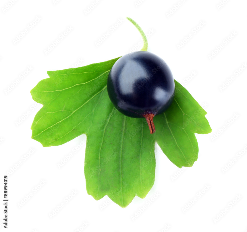 Wild black currant with green leaves close up