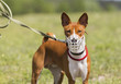 Basenji dog in a muzzle for coursing. White muzzle