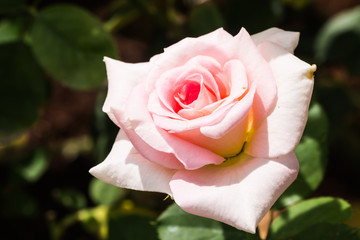 Wall Mural - beautiful rose