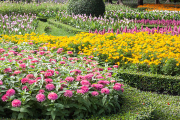 Wall Mural - beautiful flower in garden