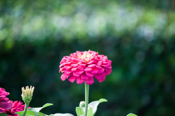 Wall Mural - beautiful flower in garden