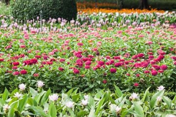 Wall Mural - Beautiful flower in garden