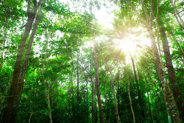 Wall Mural - Green tree in forest
