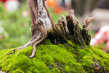 green moss