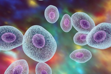 Pneumocystis carinii, opportunistic fungus which causes pneumonia in patients with HIV