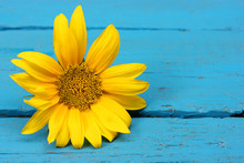 Yellow Sunflower On The Blue Background