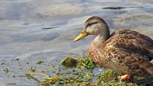 Close Up Of A Mallard Duck Female Swimming On Calm Waters
