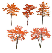 Set Of Five Red Autumn Trees On White