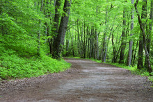 Lush Green Trails At Deep Creek Area In The Early Spring