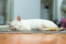 Young White Cat Sleeping