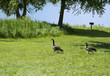 Geese at Mariposa Park and Lake - Jasper County, Iowa