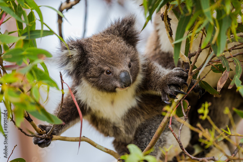 Dekoracja na wymiar  koala