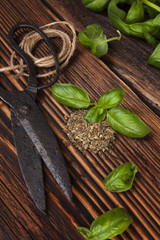 Poster - Aromatic culinary herbs, basil.