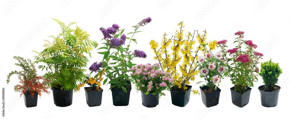 Shrubs in containers on a white background - obrazy, fototapety, plakaty 