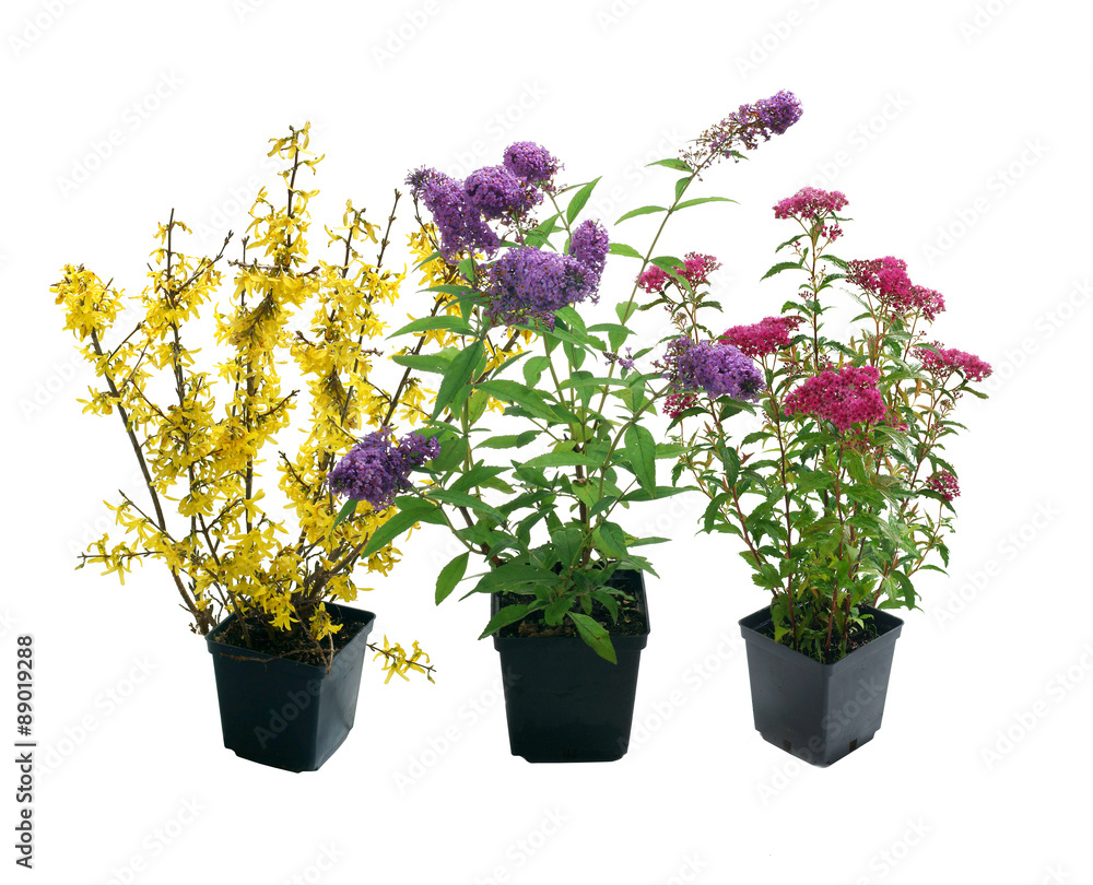 Shrubs in containers on a white background - obrazy, fototapety, plakaty 