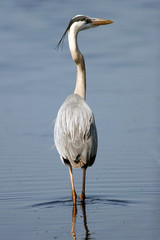 Sticker - Great Blue Heron in a coastal Florida marsh