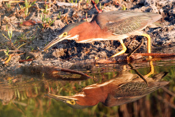 Sticker - Green Heron has caught a fish in a Louisiana swamp, with full reflection