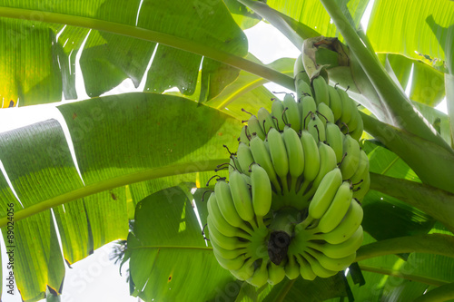 Zdjęcie XXL drzewo bananowe