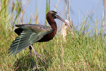 Glossy Ibis Spreads His Wing In A Florida Wetland