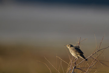 Poster - Meadowlark in a thicket at dawn in autumn in Antelope Island State Park in Utah