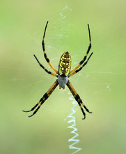 Black And Yellow Garden Spider (Argiope Aurantia)