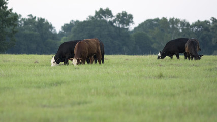 Cattle grazing on summer pasture with blank foreground