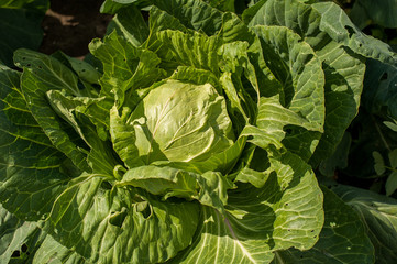 cabbage