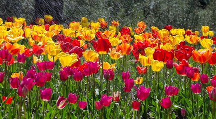 bright tulips on a sunny day, irrigation