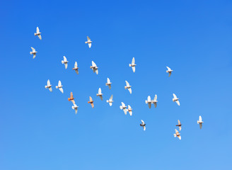 Canvas Print - flock of pigeons flying in blue sky