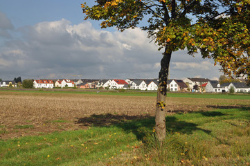 Canvas Print - baum bei rödermark-urberach