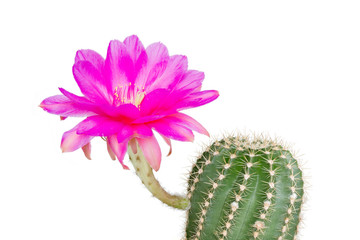 Echinopsis Hybride with pink blossom against white background